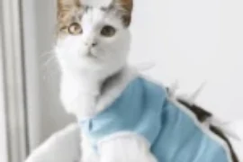 فوائد تعقيم القطط في تحسين سلوكها وتقليل المشاكل المنزلية