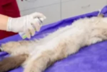 تعقيم القطط الاناث: الفوائد و الإجراءات