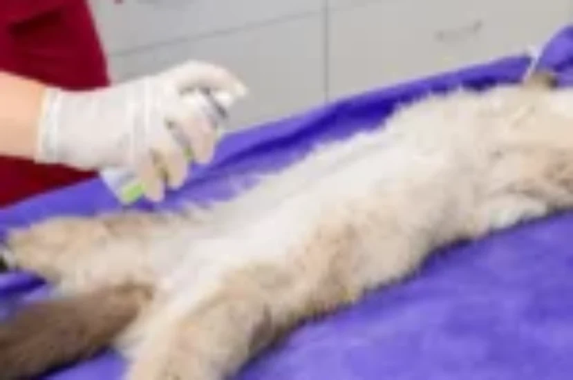 تعقيم القطط الاناث: الفوائد و الإجراءات