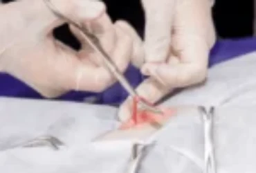 تعقيم القطط : دليل شامل لفهم العملية وفوائدها