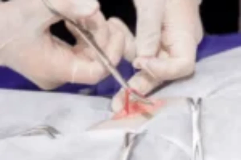 تعقيم القطط : دليل شامل لفهم العملية وفوائدها