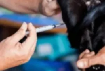 ما هو العمر المناسب لتعقيم القطط ؟