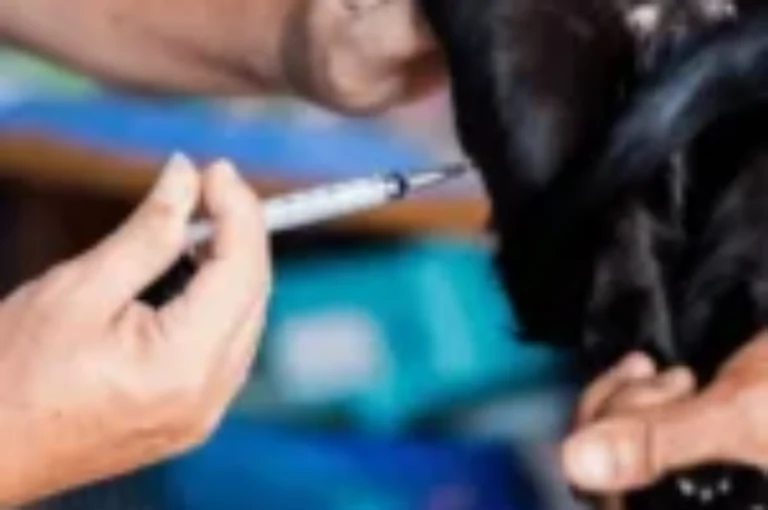 ما هو العمر المناسب لتعقيم القطط ؟