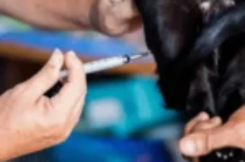 ما هو العمر المناسب لتعقيم القطط ؟