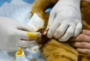 فوائد وأضرار اخصاء القطط: هل تعقيم القطط ضروري لصحتها وسلوكها؟