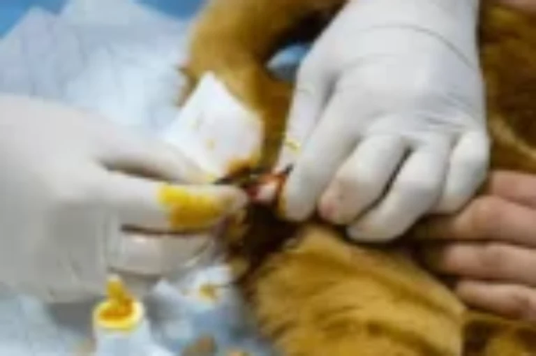 فوائد وأضرار اخصاء القطط: هل تعقيم القطط ضروري لصحتها وسلوكها؟