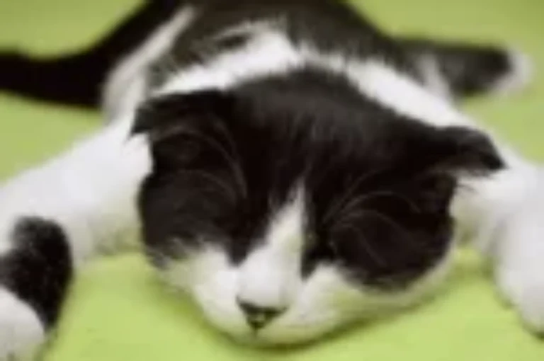 ماهو تأثير التعقيم على سلوك القطط؟