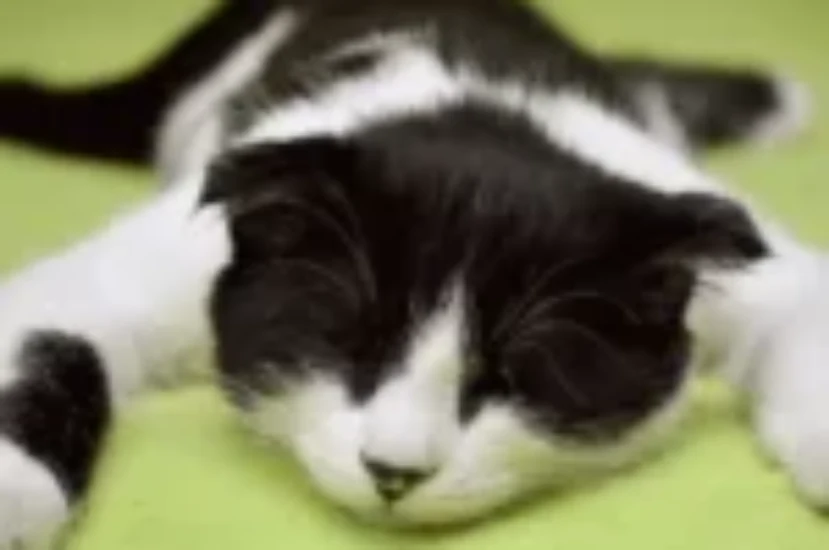 ماهو تأثير التعقيم على سلوك القطط؟