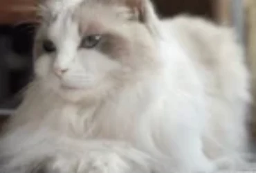 ماهو أفضل بديل تعقيم القطط ؟