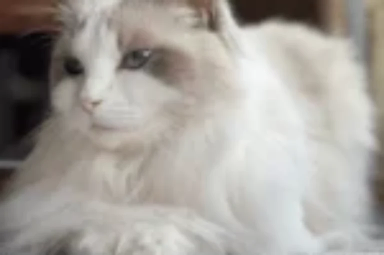 ماهو أفضل بديل تعقيم القطط ؟