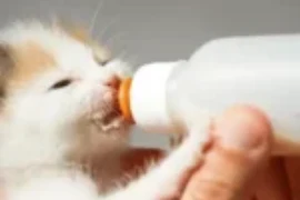 دليل شامل عن رضاعة القطط اليتيمة: خطوات ونصائح مهمة