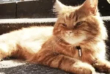 ما يجب عمله عند ارتفاع حرارة القطط وضربة الشمس