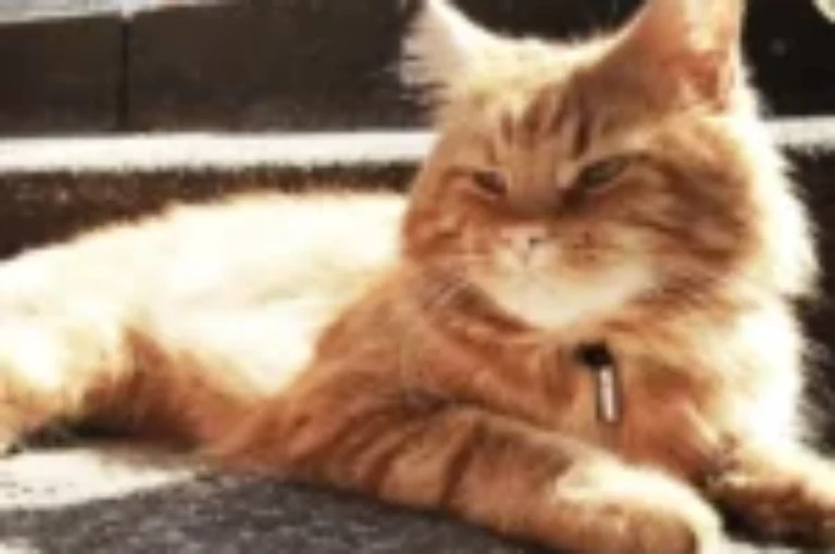 ما يجب عمله عند ارتفاع حرارة القطط وضربة الشمس