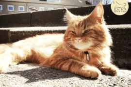 علاج انخفاض حرارة القطط