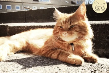 علاج انخفاض حرارة القطط