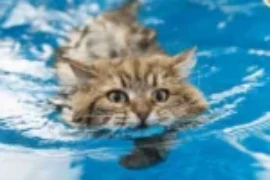 الإسعافات الأولية عند غرق القطط وإنقاذها من الإختناق