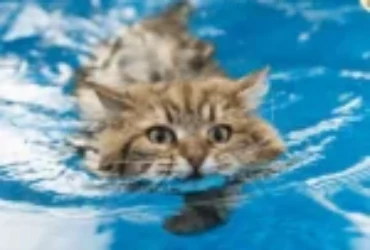 الإسعافات الأولية عند غرق القطط وإنقاذها من الإختناق