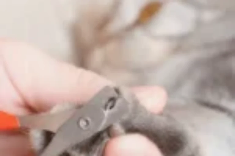 قص اظافر القطط: خطوة بخطوة لضمان السلامة وراحة قطتك