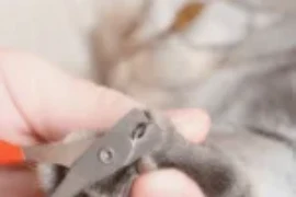 قص اظافر القطط: خطوة بخطوة لضمان السلامة وراحة قطتك