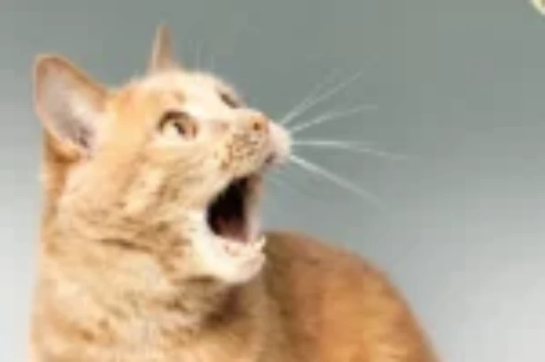 احياناً رائحة فم القطط كريهه، تعرف على الأسباب والتخلص منها