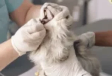 تقرحات فم القطط والتهاب الأنسجة حول اسنان القطط المزمنة