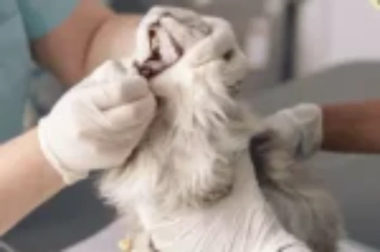 تقرحات فم القطط والتهاب الأنسجة حول اسنان القطط المزمنة