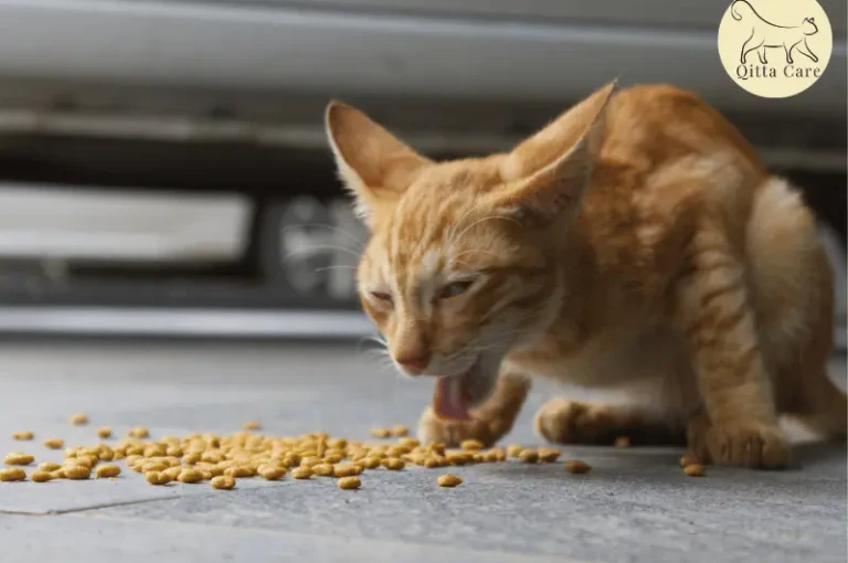 اسباب واعراض استفراغ القطط بسبب الطعام