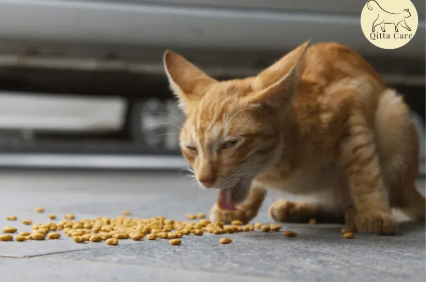 اسباب واعراض استفراغ القطط بسبب الطعام