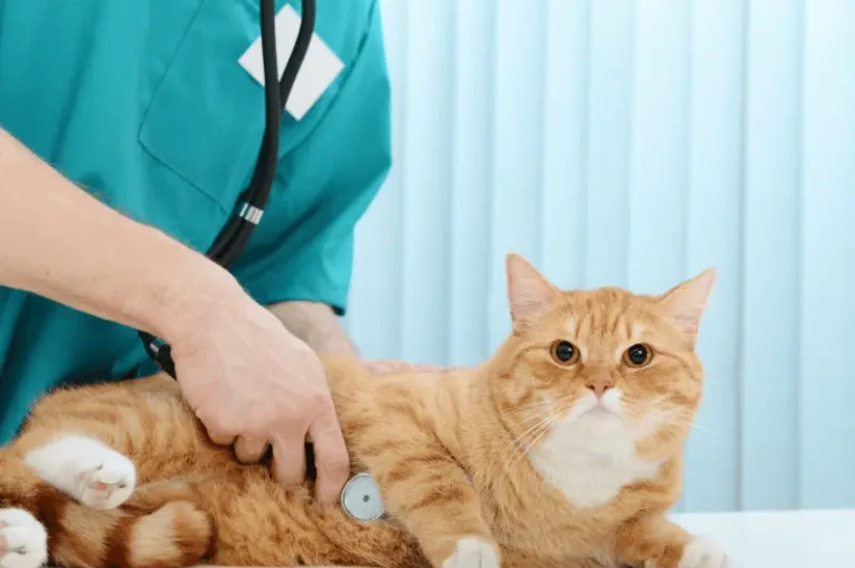 اعراض وعلاج اورام الثدي عند القطط