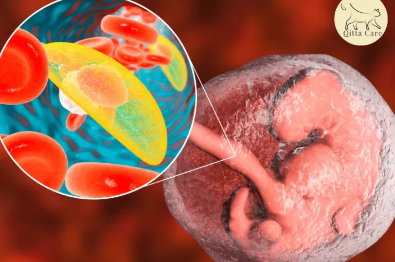 داء المقوسات عند القطط : الدليل الشامل للوقاية والعلاج