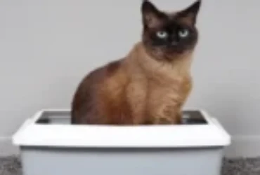 انواع الليتر بوكس للقطط بالصور