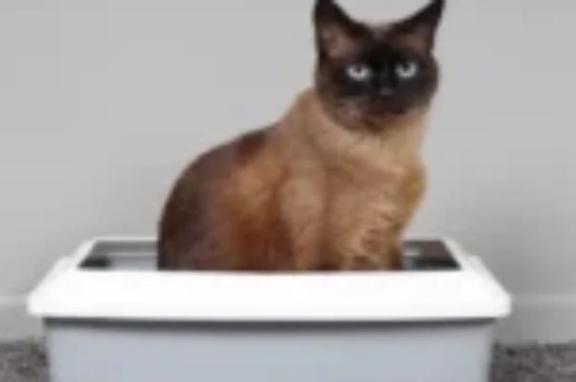 اسباب تبرز القطط اللارادي وعلاجه