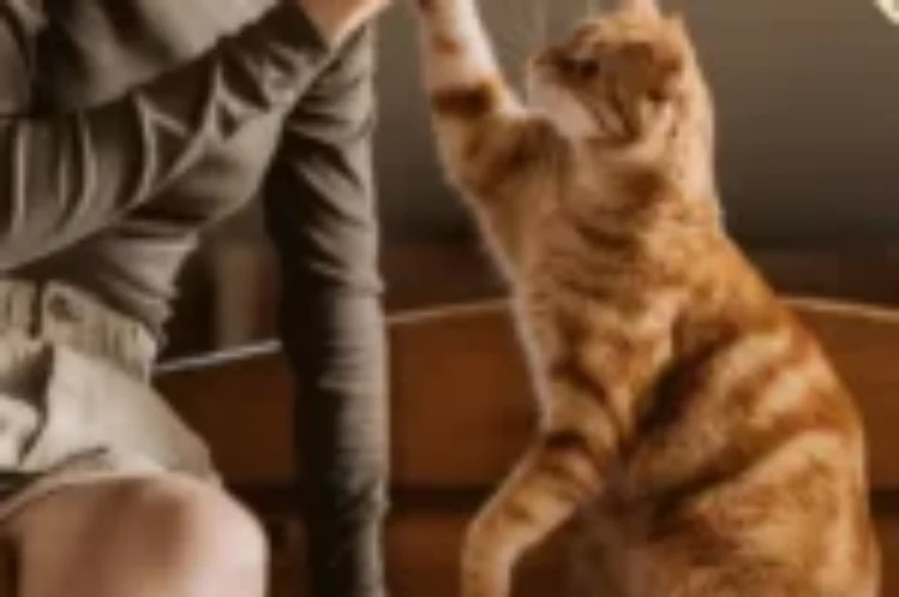 كيفية تدريب القطط على الطاعة و مكان النوم واستخدام الحمام واسمها