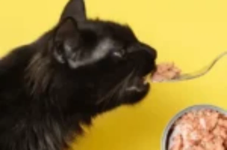 التونة للقطط : فوائد وأضرار يجب معرفتها قبل تقديمها لقطتك