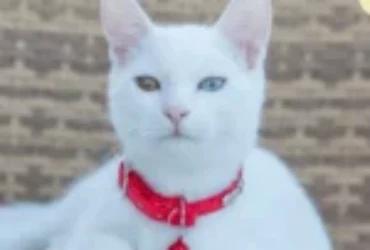 القط التركي: السلالة التي تجمع بين الجمال والذكاء