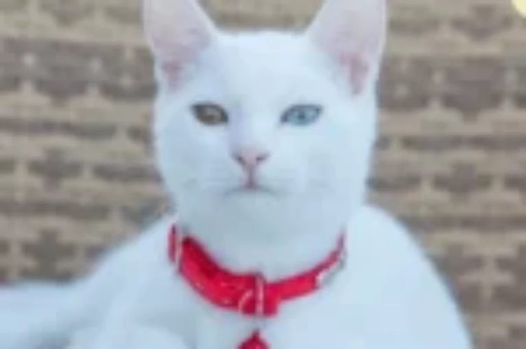 القط التركي: السلالة التي تجمع بين الجمال والذكاء