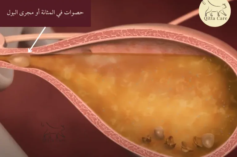 ما سبب حصوات أكسالات الكالسيوم في الجهاز البولي للقطط؟