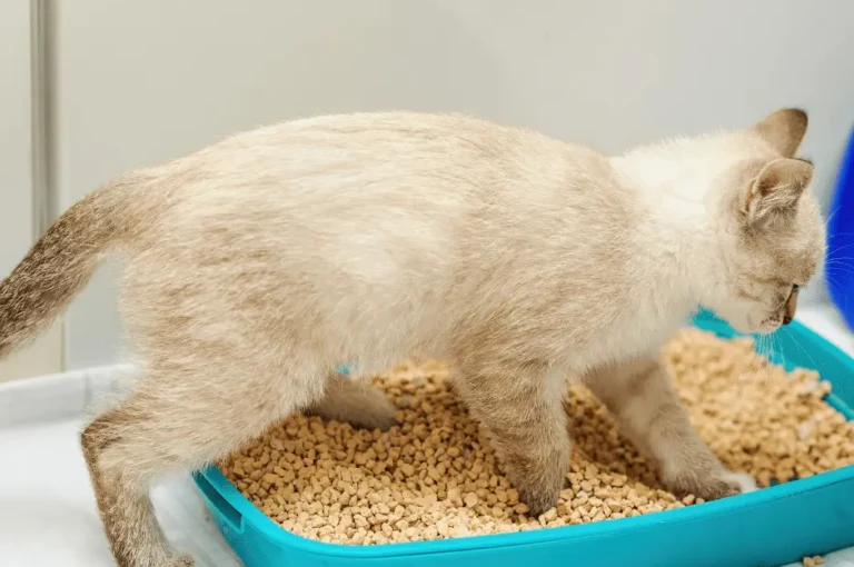 ماهي اسباب زيادة تبول القطط وزيادة عطشها وماعلاجه