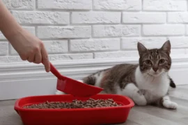 اعراض احتباس البول للقطط