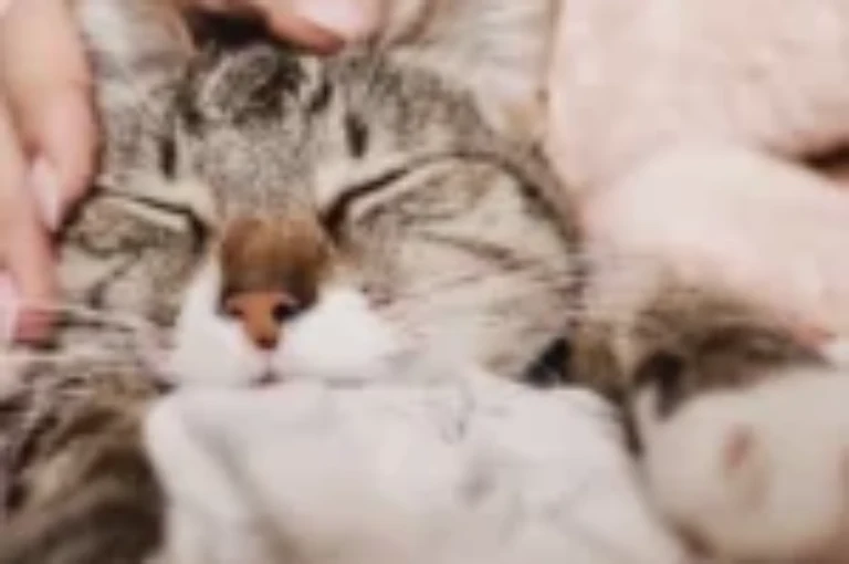 ماهو تأثير الفيتامينات على صحة القطط؟