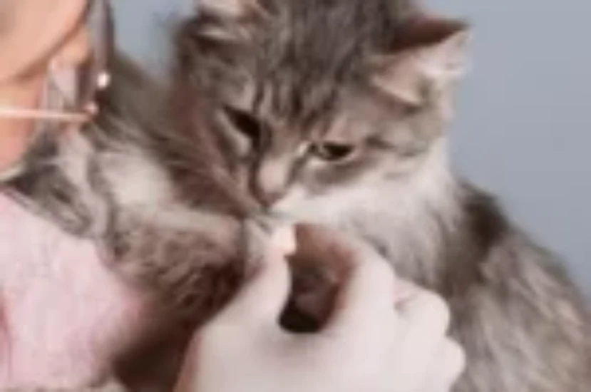 تعرف على أهم فيتامينات للقطط الصغيرة