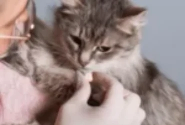 عدد مرات تقديم الفيتامينات للقطط