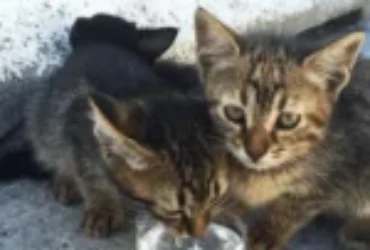 هل تعلم متى تشرب القطط الصغيرة الماء؟