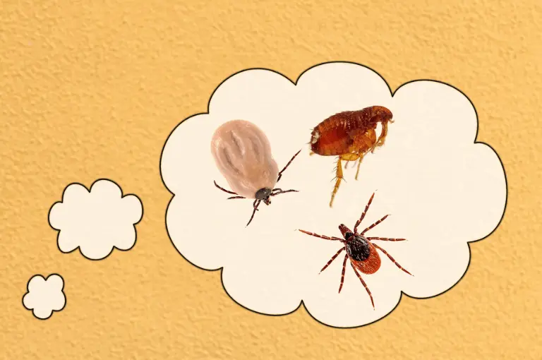 تعرف على طرق علاج قراد القطط في المنزل والوقاية