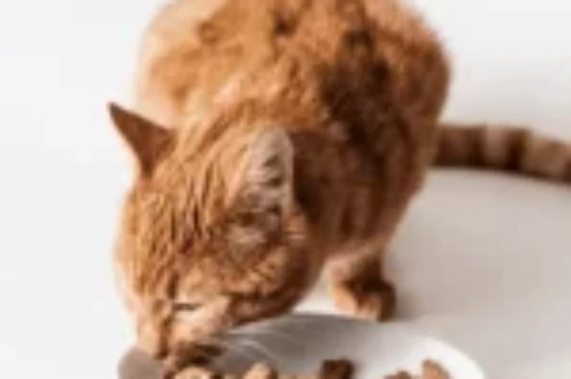 أفضل اكل رطب للقطط الصغيرة