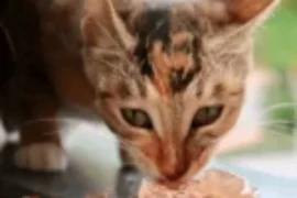 غذاء القطط : دليلك الشامل لتحقيق أفضل نظام غذائي لقطتك