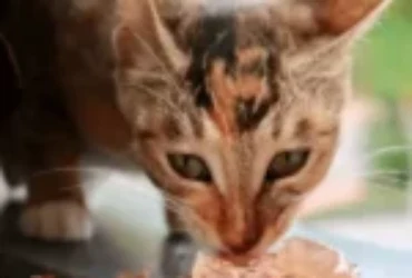 ماهو اكل القطط المعقمة؟