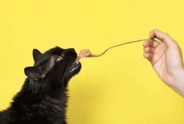 اعراض نقص الثيامين عند القطط