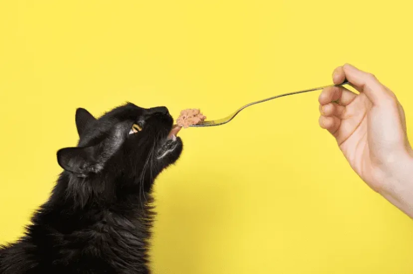 اعراض نقص الثيامين عند القطط