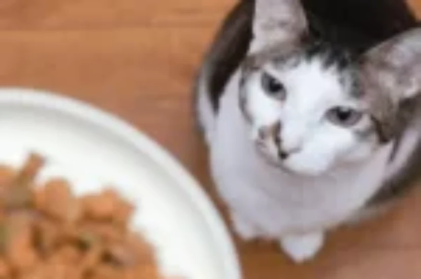 جدول مواعيد أكل القطط